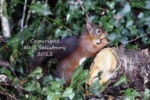 Images of Red Squirrels by Betty Fold Gallery Hawkshead Cumbria